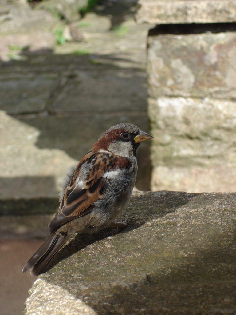 Sparrow sitting on a wall.